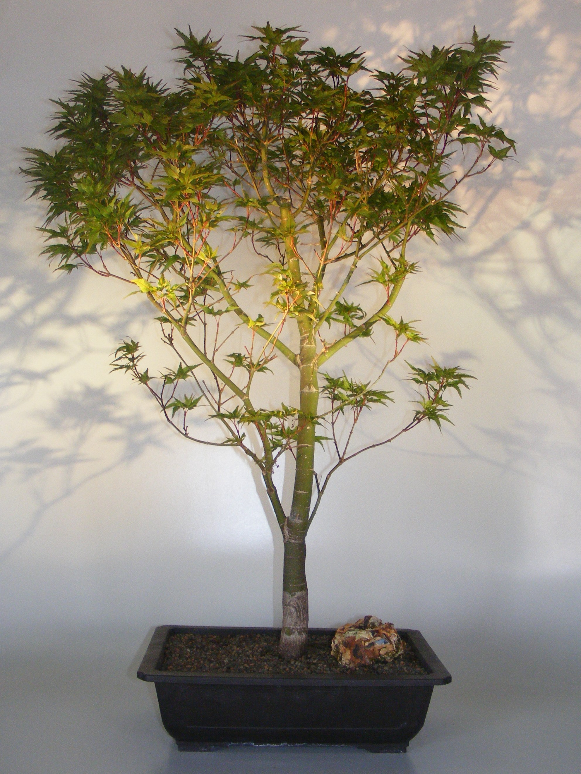 Dwarf Japanese Maple Bonsai Tree(acer palmatum 'Taro yama') Image