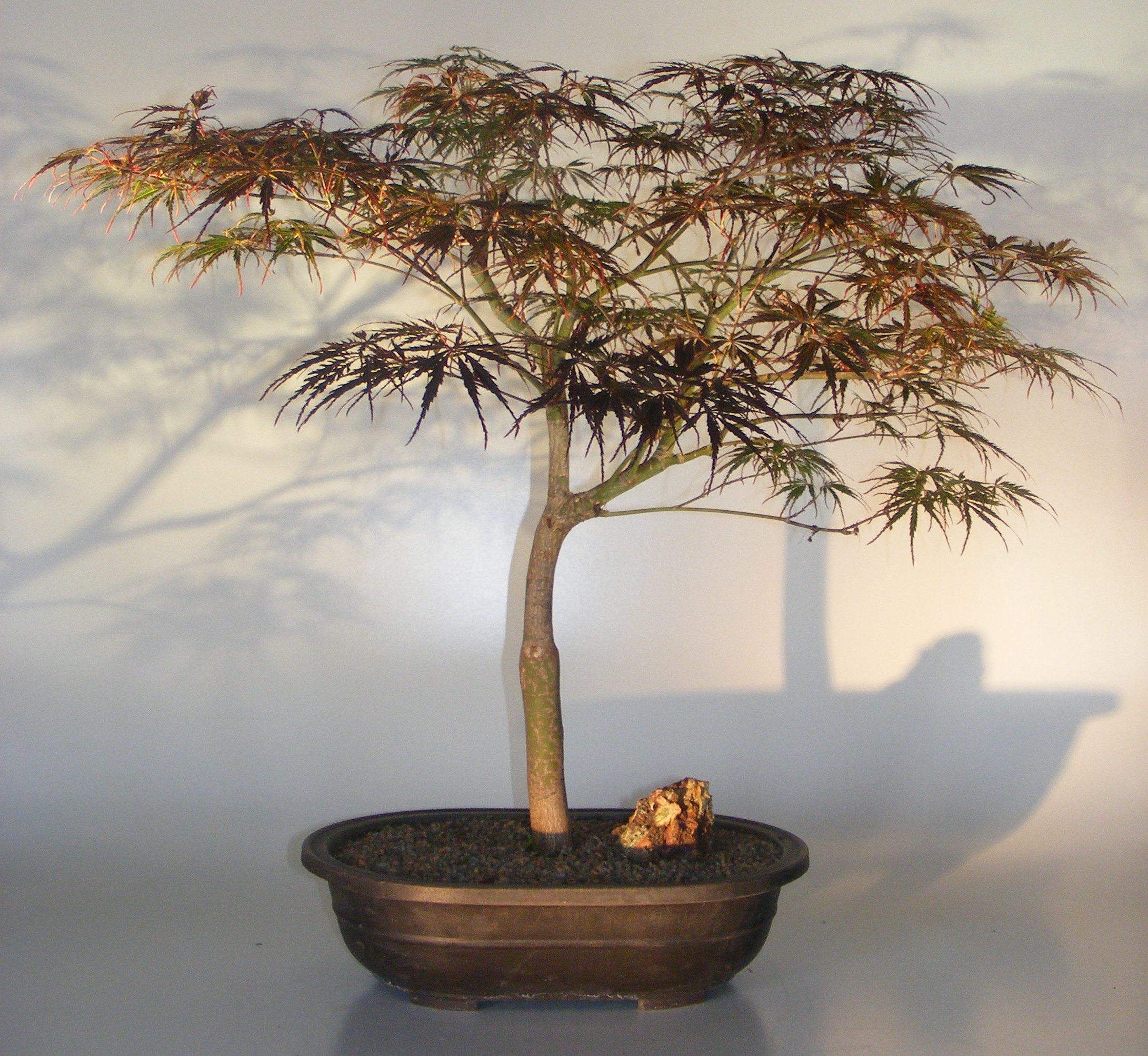 Japanese Red Maple Bonsai Tree(acer palmatum 'red feather') Image