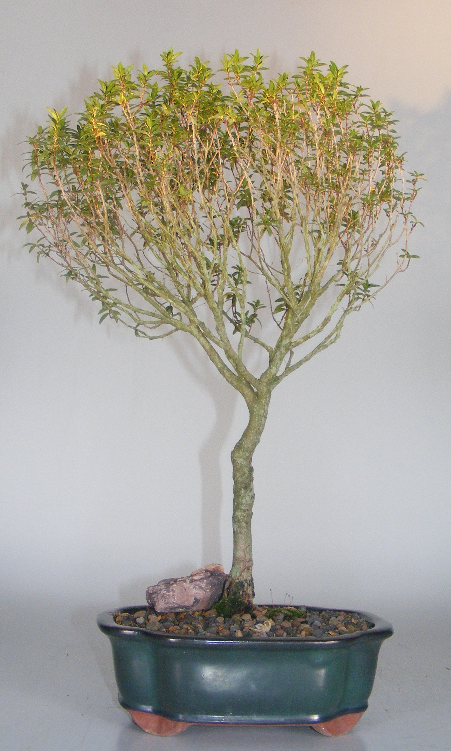 Flowering Myrtle Bonsai Tree(myrtus communis 'compacta') Image