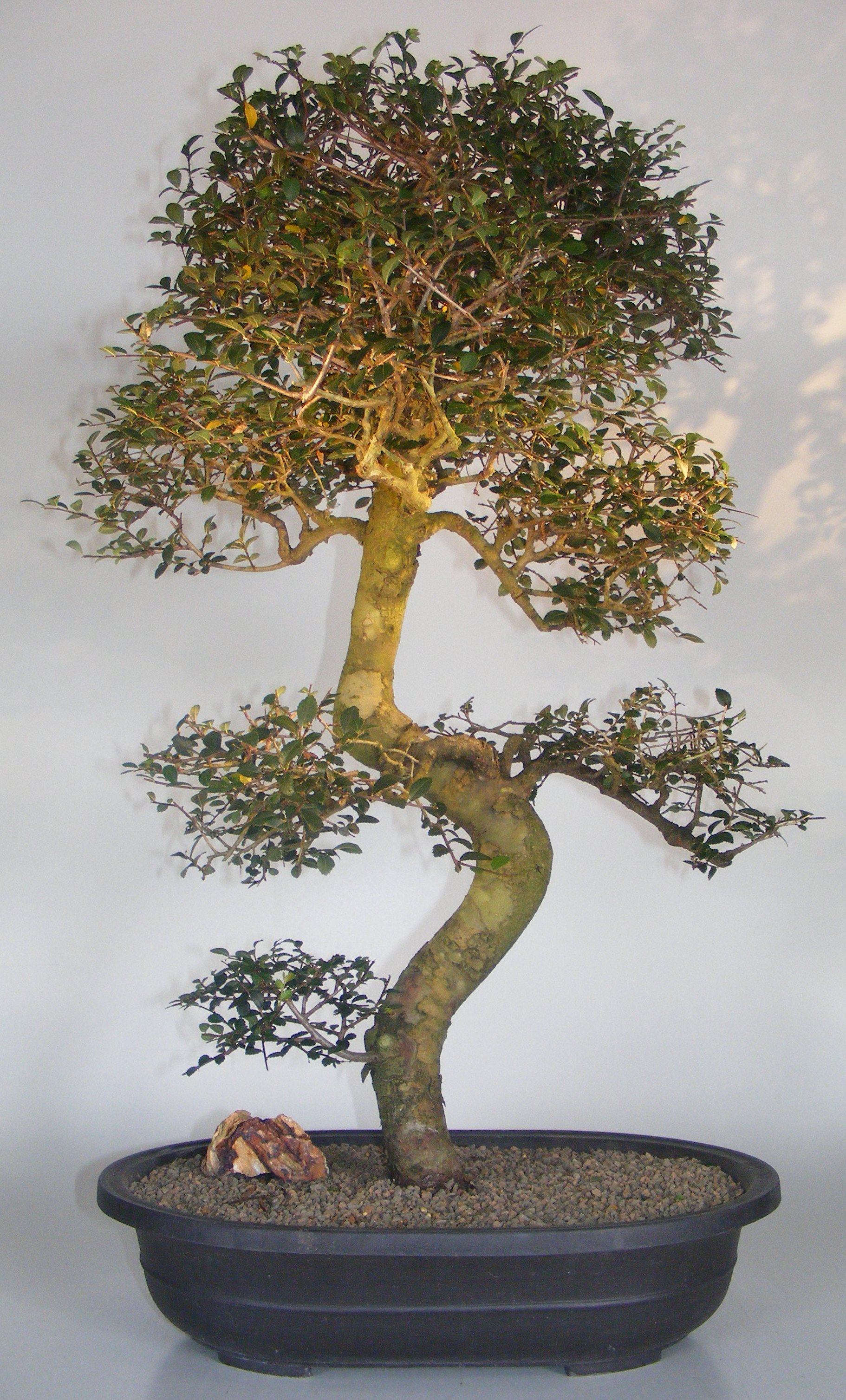 Chinese Elm Bonsai TreeCurved Trunk & Tiered Branching Style(ulmus parvifolia) Image