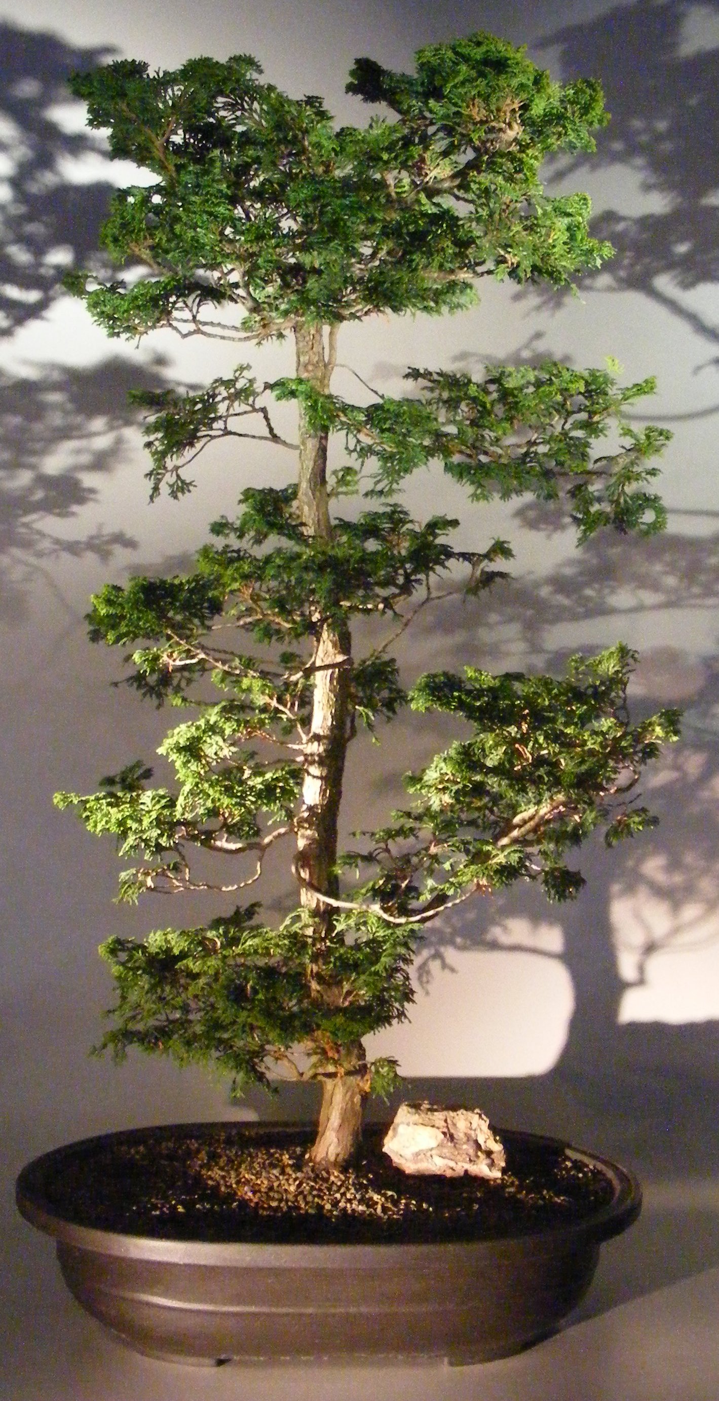 Dwarf Hinoki Cypress Bonsai Tree(obtusa compressa 'nana') Image