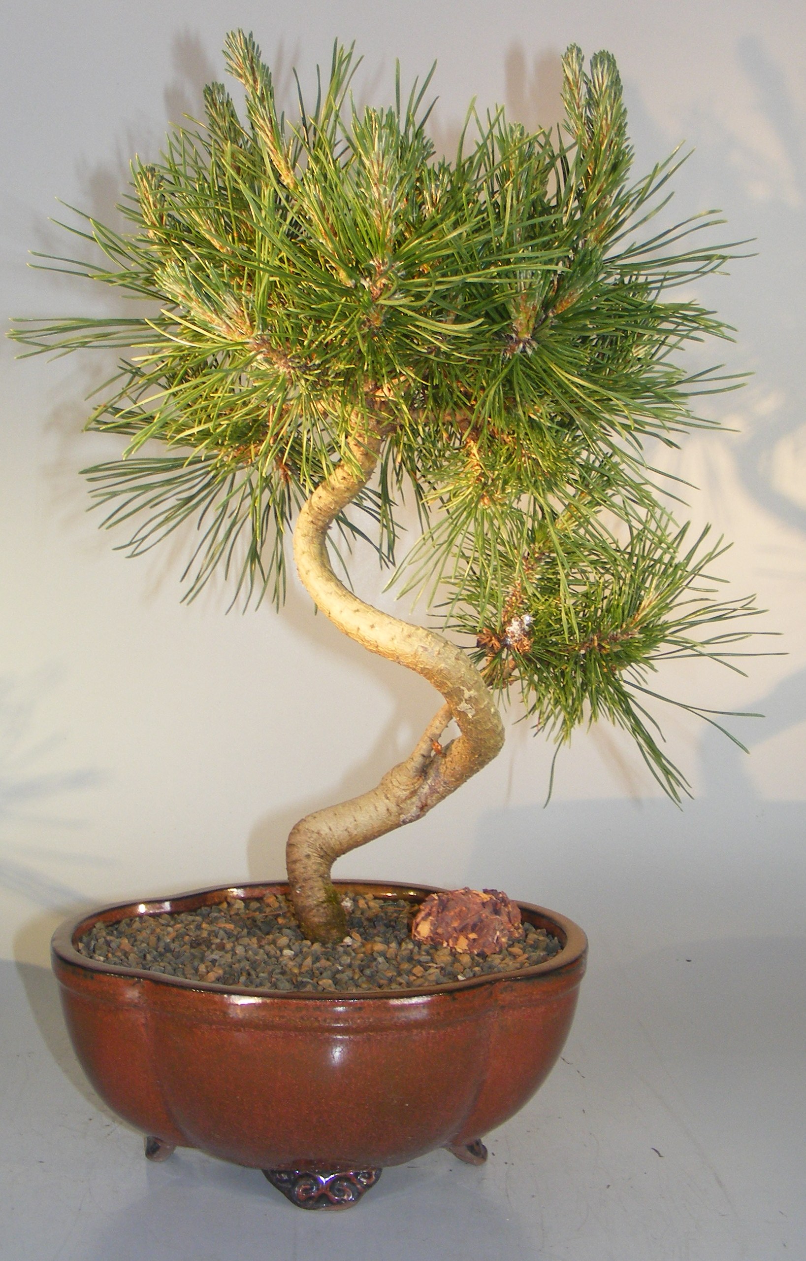 Twisty Mugo Pine Bonsai Tree(pinus mugo 'twisty') Image