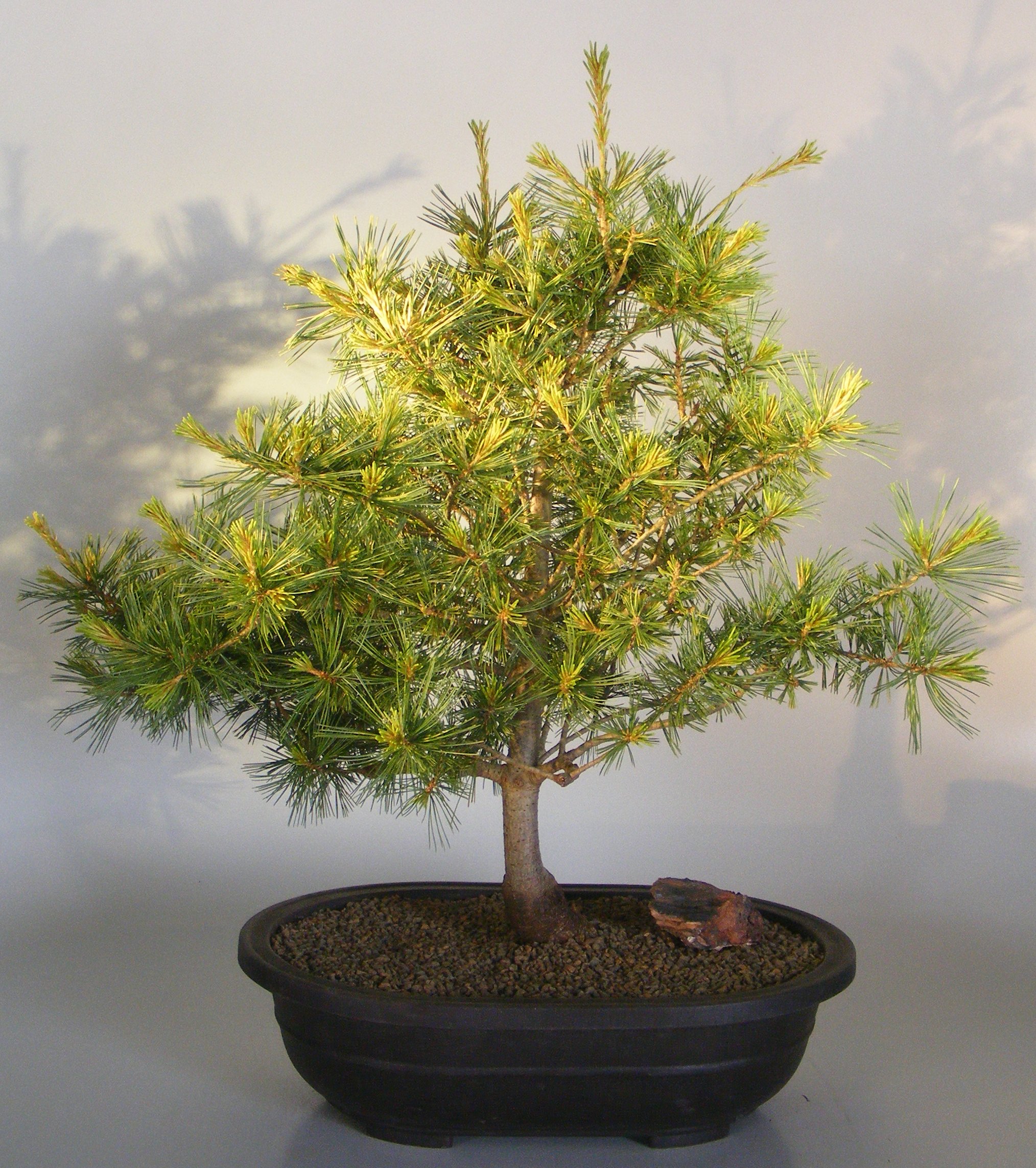 Japanese White Pine Bonsai Tree- Large (pinus parviflora 'Goldilocks') Image