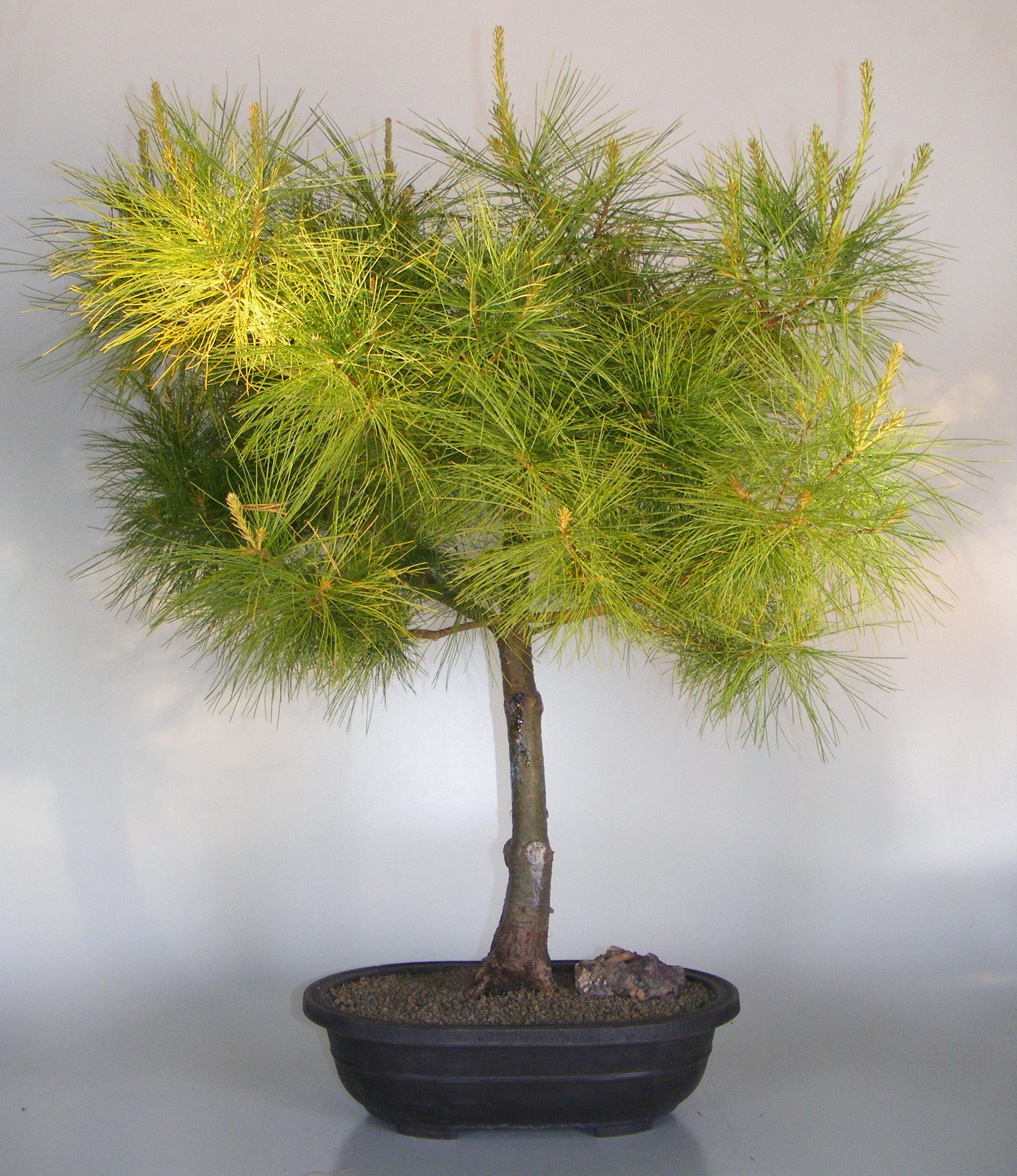 Japanese White Pine Bonsai Tree(pinus parviflora) Image