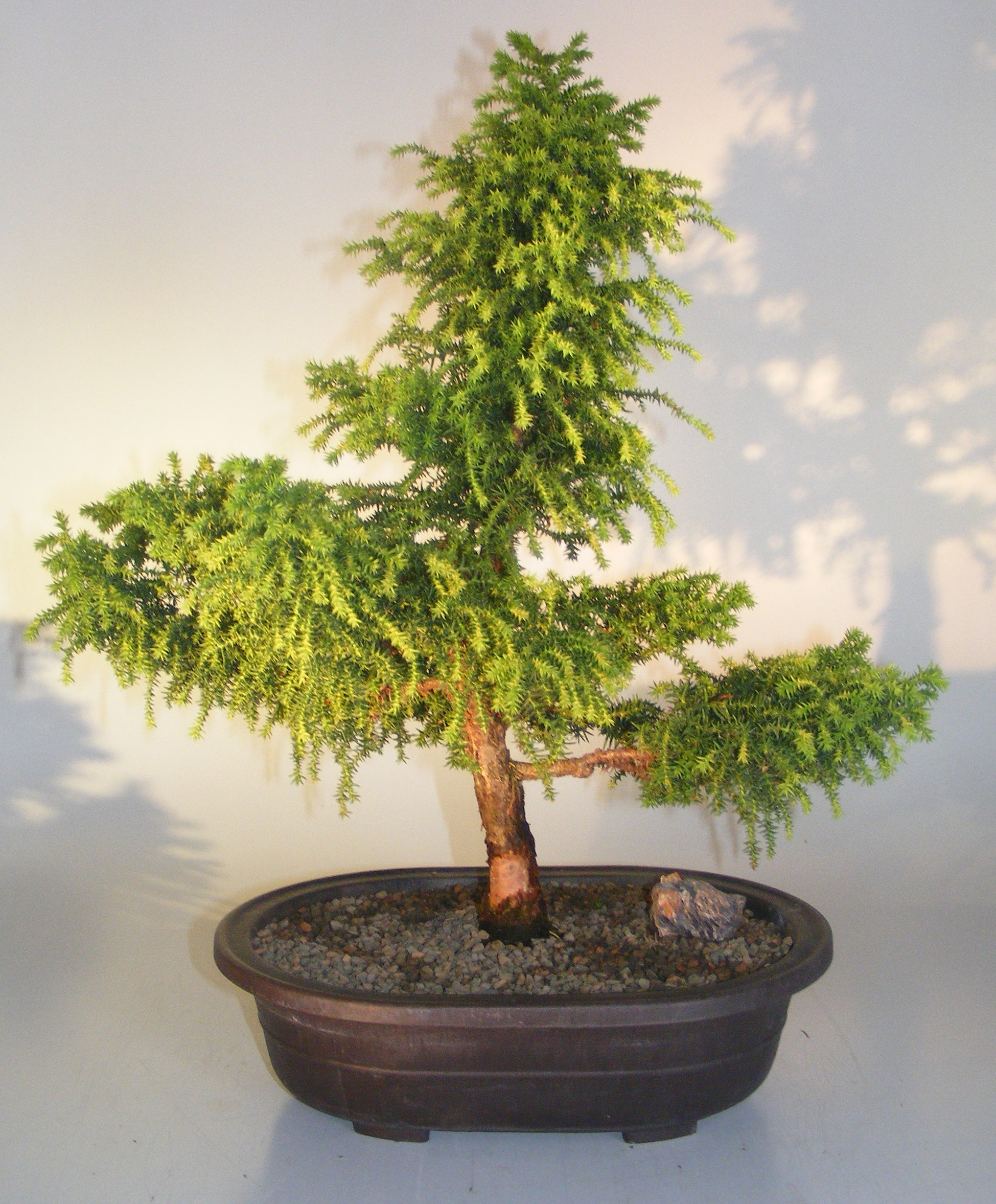 Cryptomeria Bonsai Tree(japonica - tansu) Image
