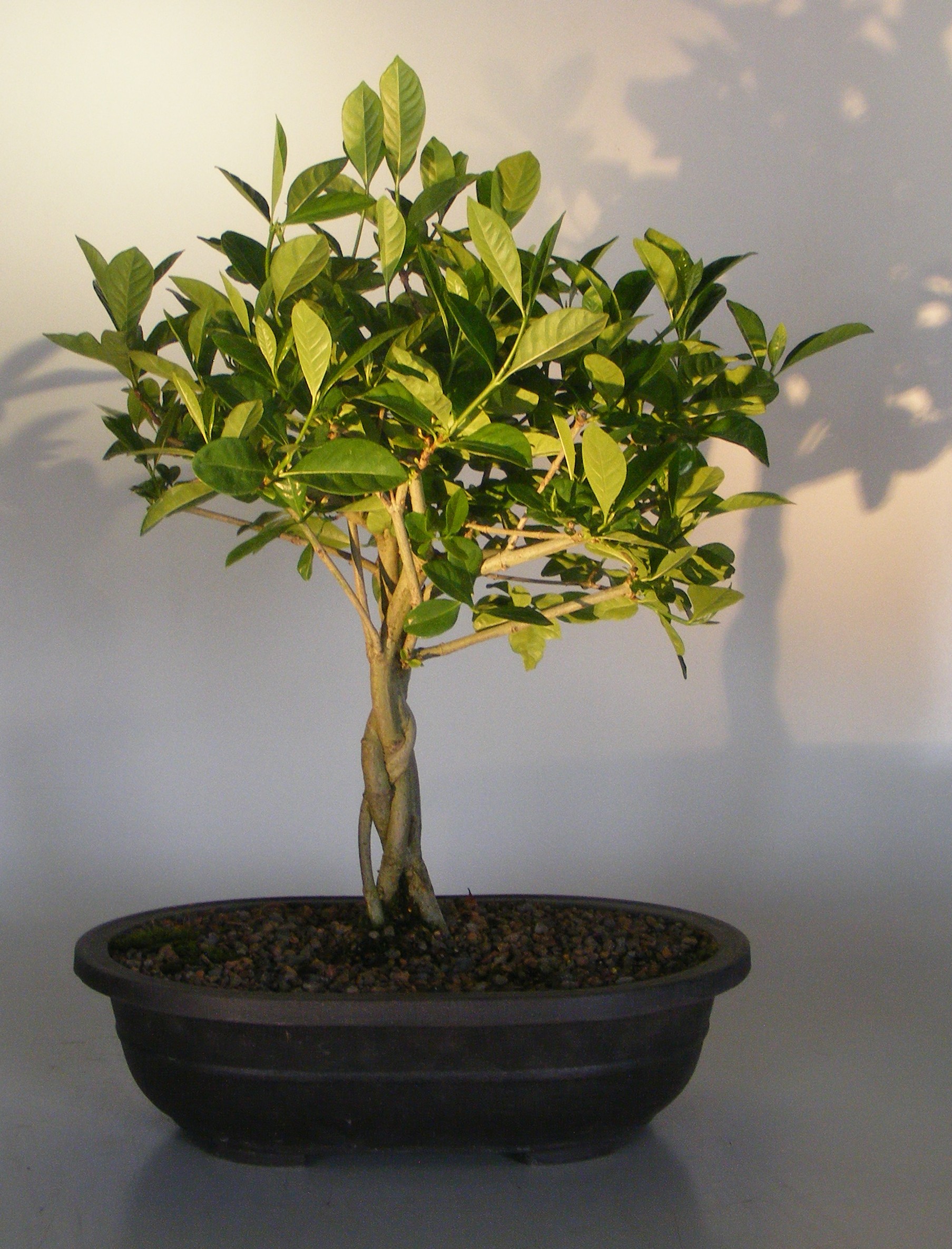 Flowering Gardenia Bonsai TreeBraided Trunk(jasminoides miami supreme) Image
