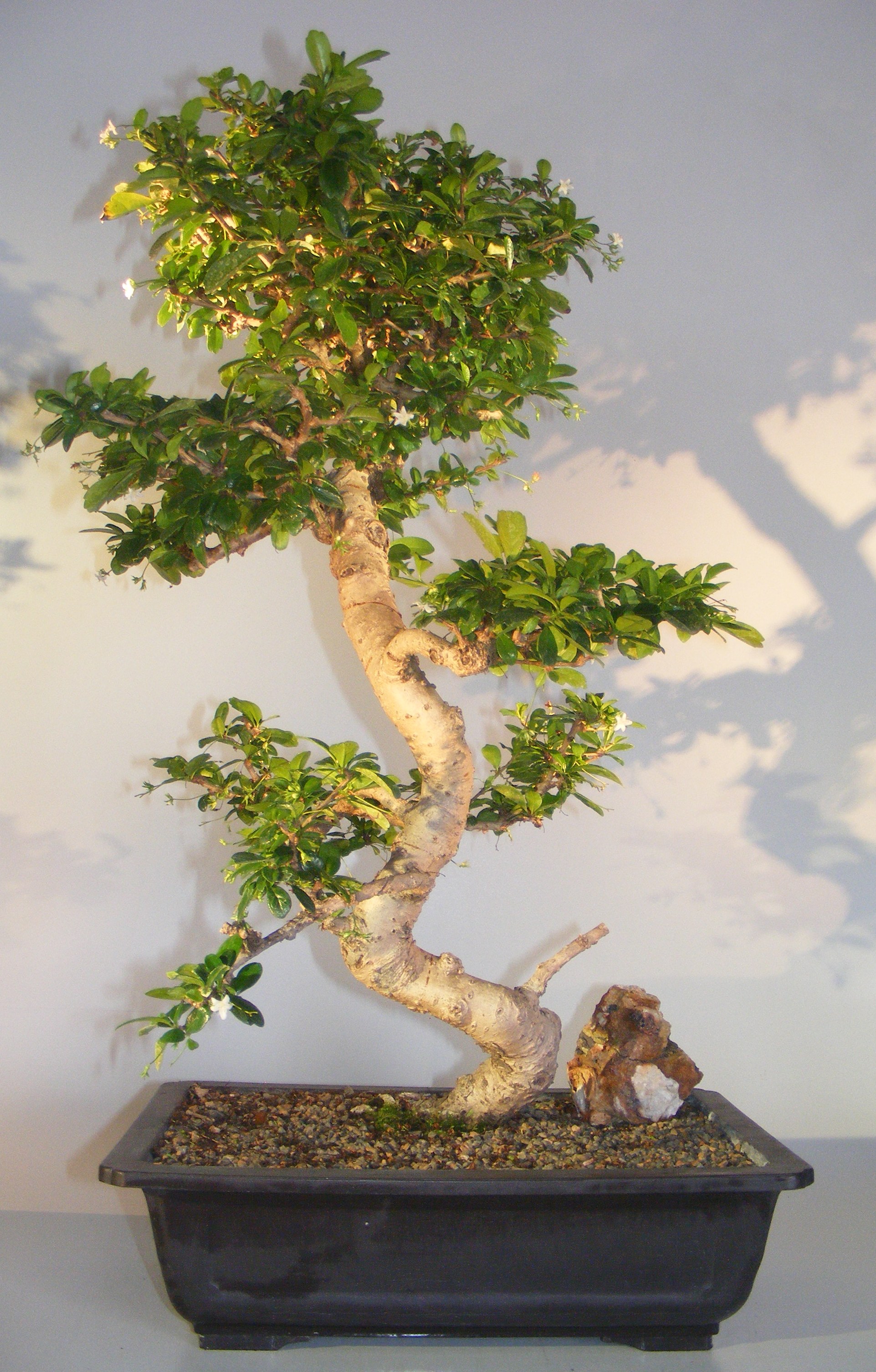 Flowering Fukien Tea Bonsai Tree Curved Trunk & Tiered Branching (ehretia microphylla) Image