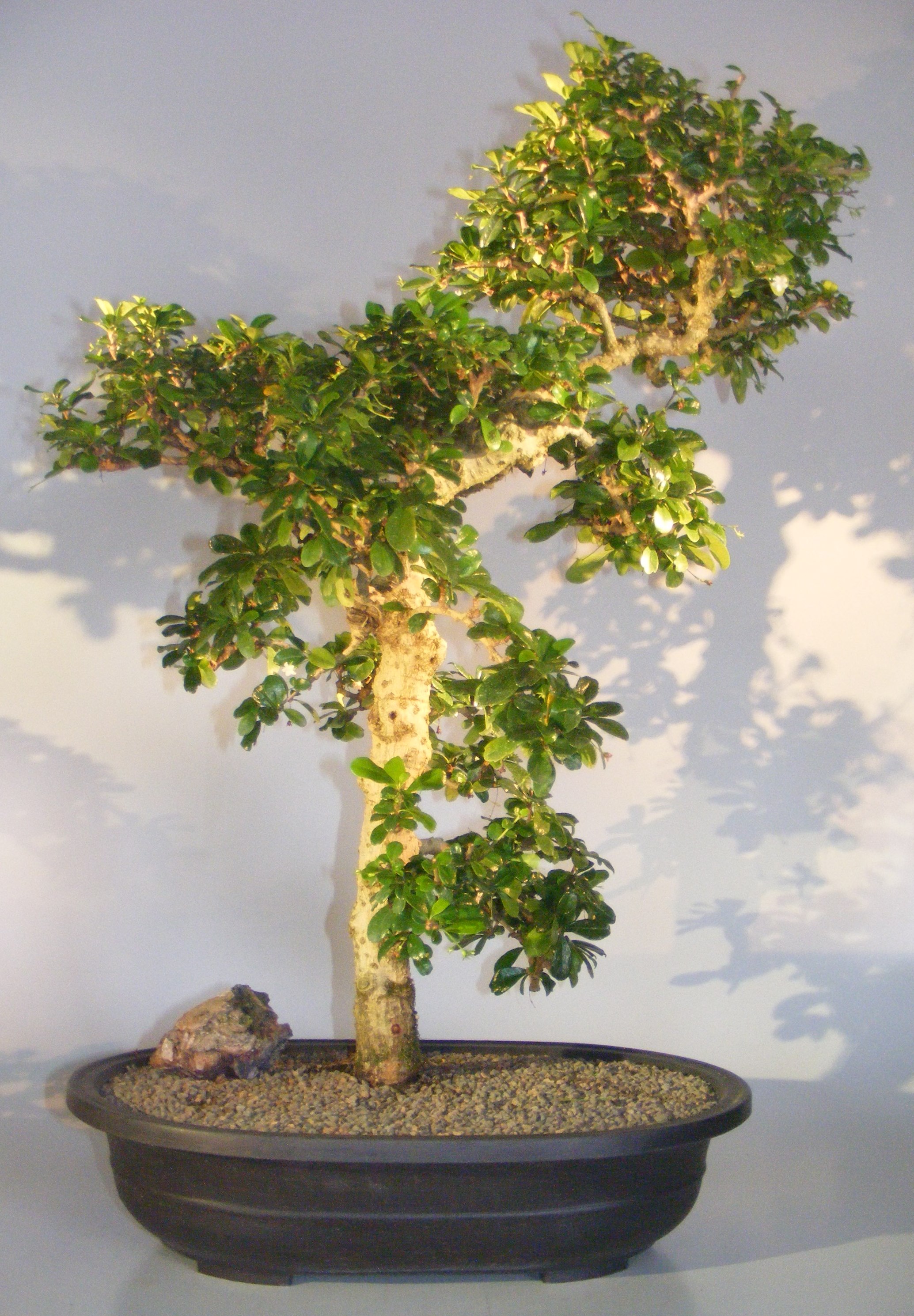 Flowering Fukien Tea Bonsai TreeCurved Trunk & Tiered Branching(ehretia microphylla) Image