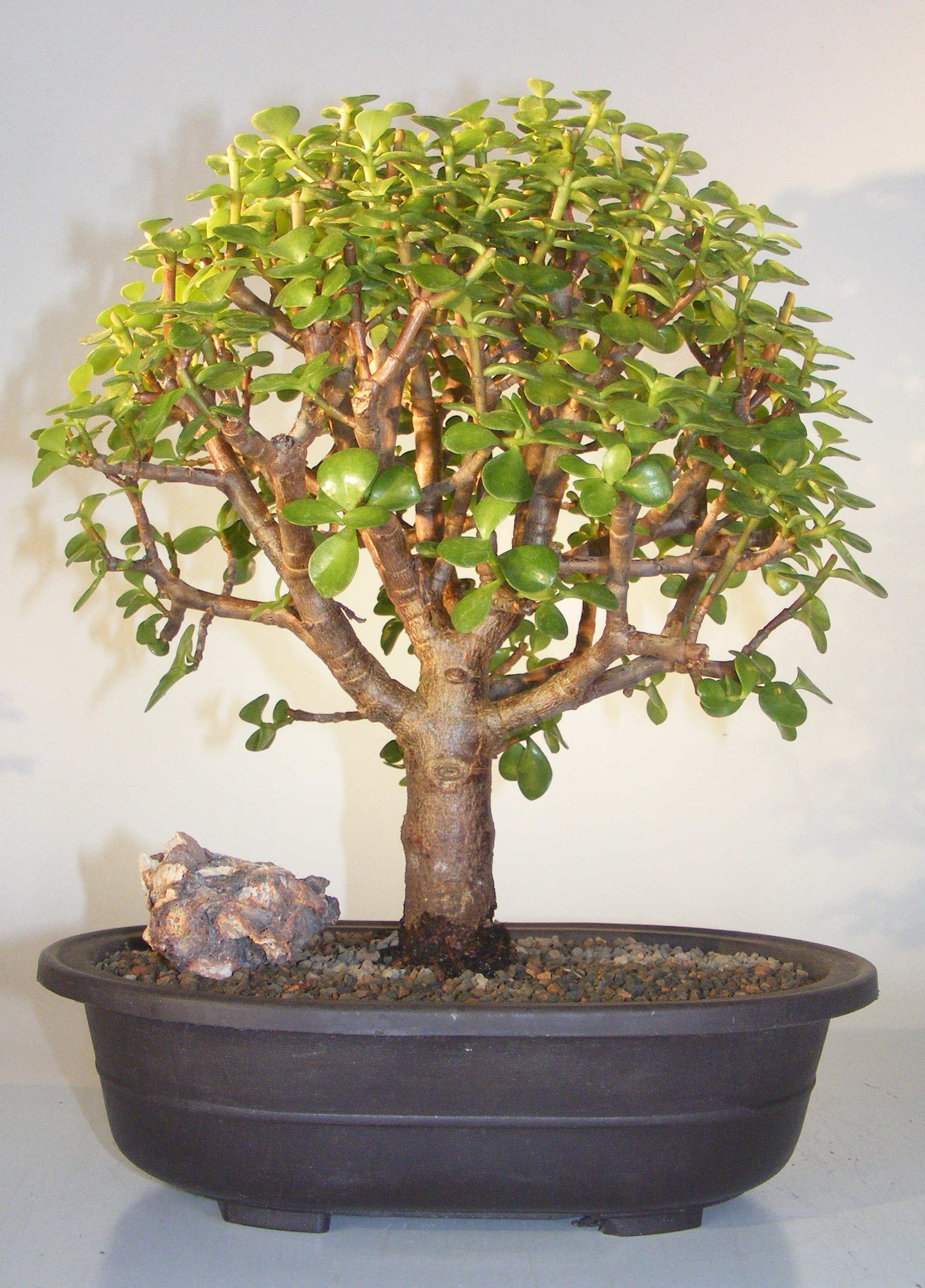 Baby Jade Bonsai Tree(Portulacaria Afra) Image