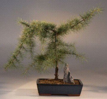 Artificial Bonsai Tree on Potted In A 9  Ceramic Blue Gree Rectangle Container As Shown
