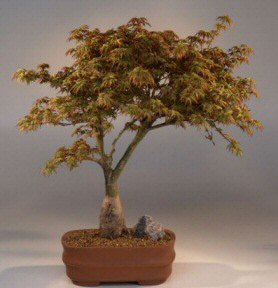 Artificial Bonsai Trees on Dwarf Japanese Maple Acer Palmatum  Kiyo Hime