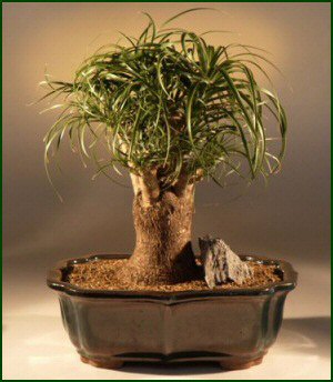 Bonsai Ponytail Palm