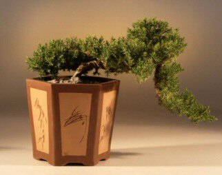 cascade juniper