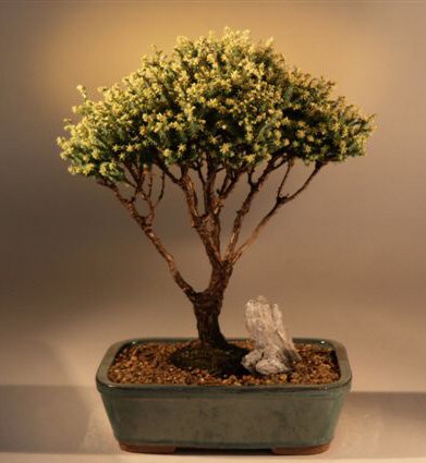 Chinese  Bonsai on Cedar  Hinoki Cypress   Blue Moss Cypress  Available To Buy Online