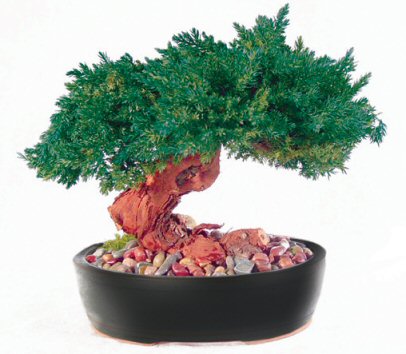 Monterey v Single Trunk-Preserved Bonsai Tree