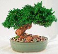 Monterey - Single Trunk-Preserved Bonsai Tree