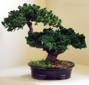Monterey Juniper Double Trunk Preserved Bonsai Tree (Preserved - Not a Living Tree) Image