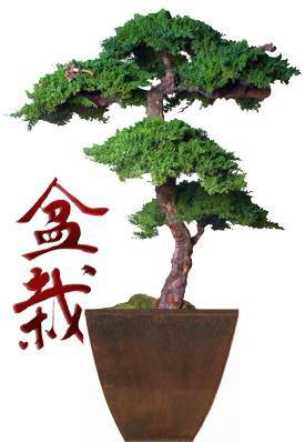 Monterey Juniper 6 Feet Tall Kage Style Preserved Bonsai Tree (Preserved - Not a Living Tree) Image
