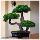 Monterey - Triple Trunk-preserved Bonsai Tree(preserved - Not A Living Tree)