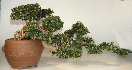 Fukien Tea - Cascade - 37
