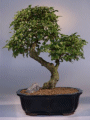 Ligustrum - 19