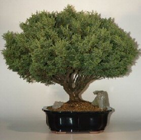 Dwarf Golden Sawara
                                             Cypress-31