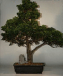 Hinoki Cypress-39