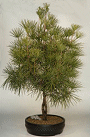 Japanese Umbrella
                                             Pine - 24