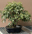 Ficus Tree (ficus benjamina 