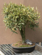 Willow Leaf Ficus
                                    (ficus nerifolia/salicafolia)