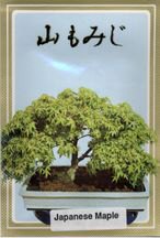 unknown Japanese green Maple Bonsai Tree Seeds