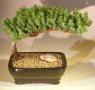 Juniper Bonsai Tree - Medium