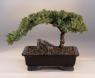 Juniper Bonsai Tree - Large