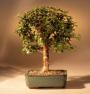 Baby Jade Bonsai Tree - Medium