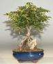 Hawaiian Umbrella Bonsai Tree Large - Roots Growing Over Rock