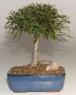 Willow Leaf Ficus Bonsai Tree-Medium