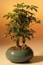 Hawaiian Umbrella Bonsai Tree - Small