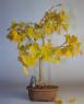 Ginkgo Bonsai Tree