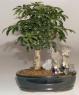 Hawaiian Umbrella Bonsai Tree Stone Landscape Scene (Arboricola Schefflera 'Luseanne')