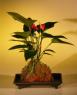 Flowering Red Anthurium In Hawaiian Lava Rock (small talk) Bonsai Tree<br><i>(anthurium andraeanum)</i>