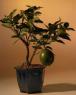 Image: Flowering Lemon Bonsai Tree (meyer lemon)