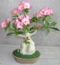 Image: Artificial Flowering  Desert Rose Bonsai Tree