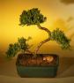 Image: Juniper Bonsai Tree - Curved Trunk (juniper procumbens nana)