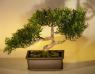 Image: Artificial Japanese Tea Leaf  Bonsai Tree