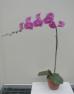 Purple Orchid<br>Select Purple Phalaenopsis
