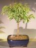 Image: Ficus Bonsai Tree Small - Variegated (ficus benjamina)