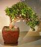 Image: Baby Jade  Bonsai Tree - Cascade Style Large (Portulacaria Afra)