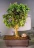 Image: Baby Jade  Bonsai Tree (Portulacaria Afra)