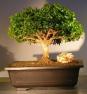 Image: Japanese Kingsville Boxwood Bonsai Tree (buxus microphylla compacta)