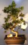 Image: Flowering Podocarpus Bonsai Tree with Curved Trunk (podocarpus macrophyllus)